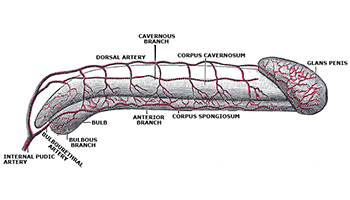 How an Erectile Dysfunction Ring Can Help Erectile Dysfunction