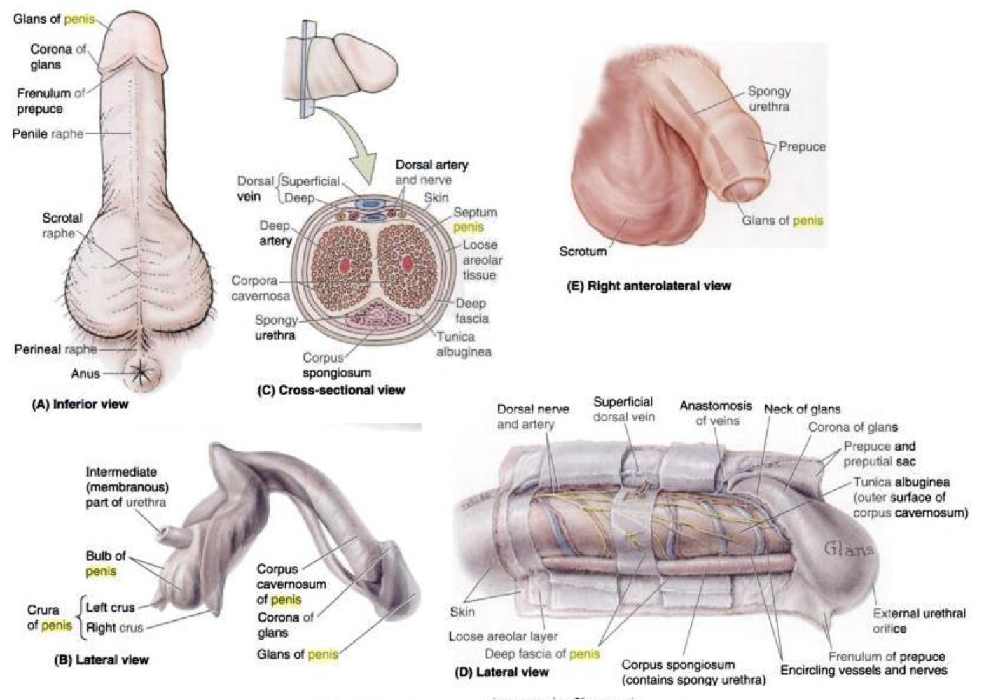 Male Reproductive System