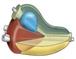 Chronic Pelvic Pain Guidelines
